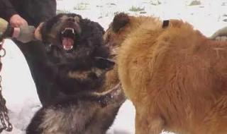 高加索犬与藏獒打架 藏獒和高加索犬打架,哪个更猛